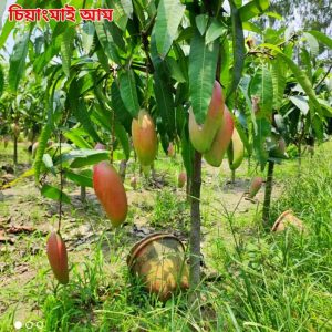 ৫ পিচ চারার কম্বো প্যাকেজ